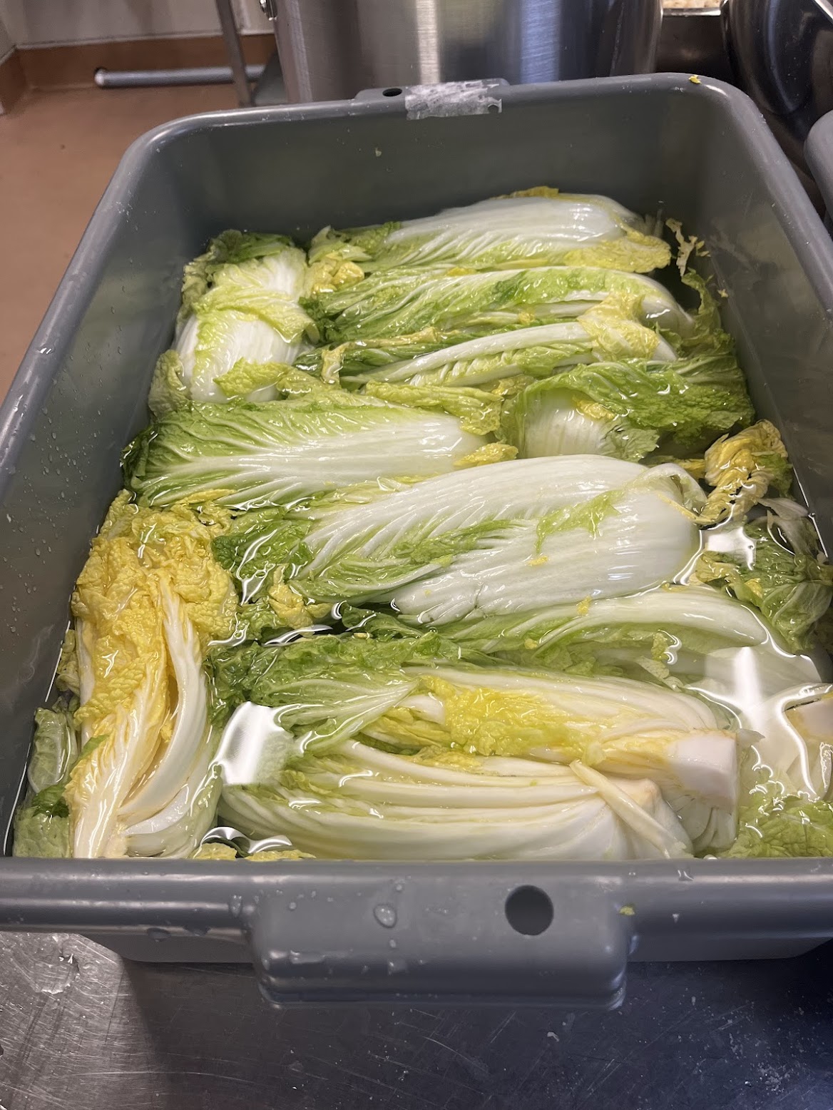 Napa cabbage halves brining in Korean solar sea salt water — the traditional first step in handmade kimchi production