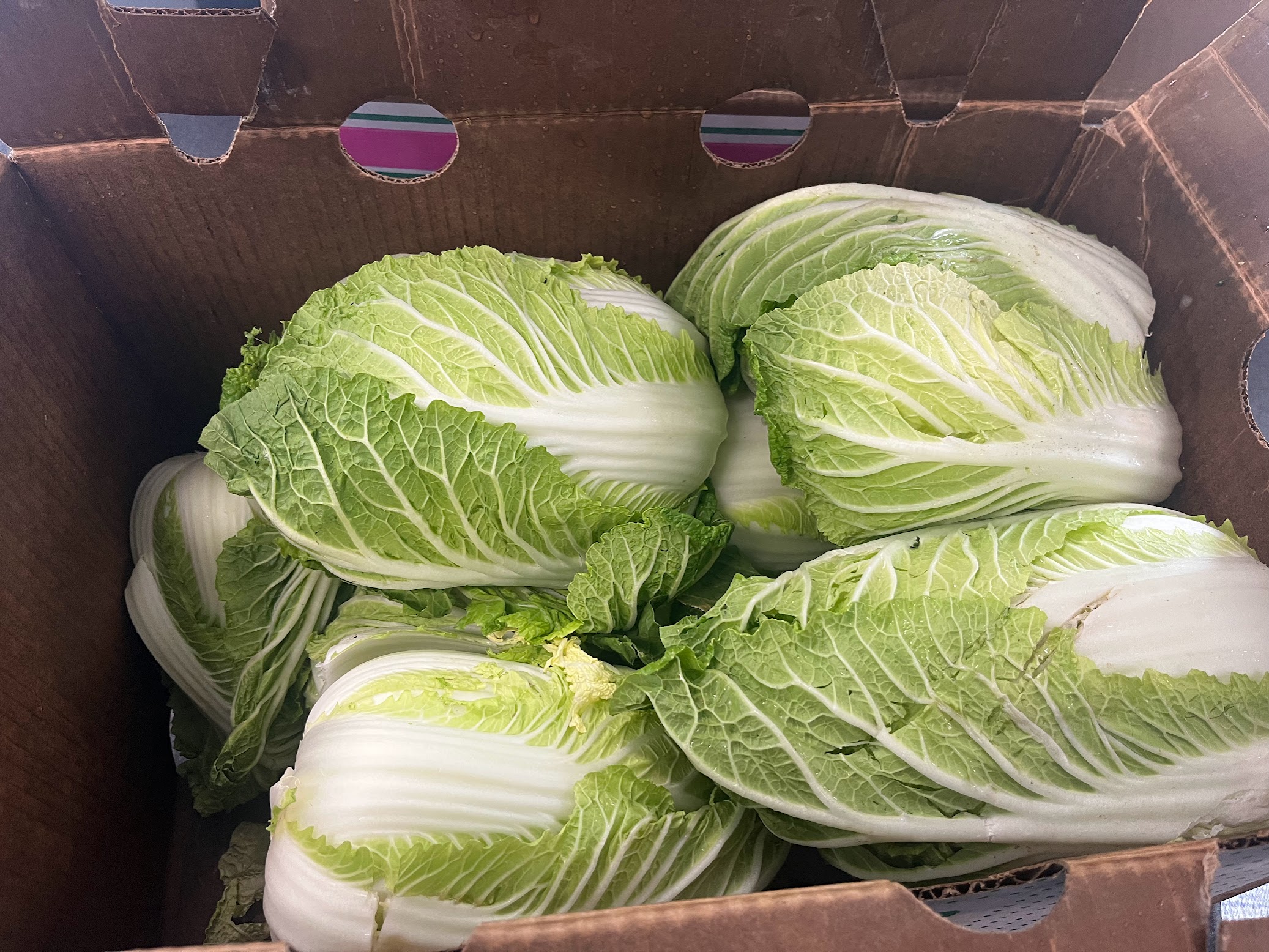 Fresh napa cabbage straight from the farm, sourced for JinCha Kimchi production